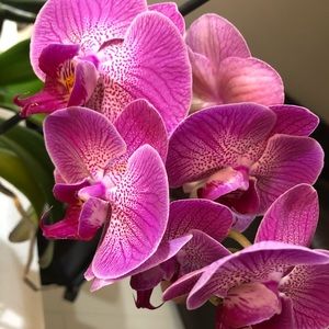 Meet your Posher, Beatriz